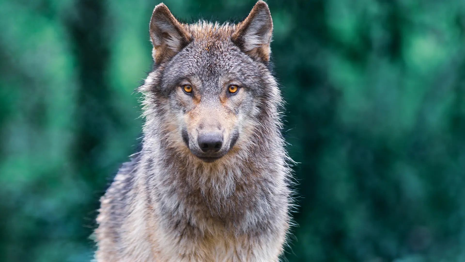 Politik und Verbände im Wolfsstreit? Treffen mit Zoff-Potenzial
