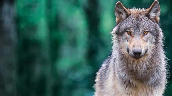 Ein Wolf vor grünem Hintergrund.
