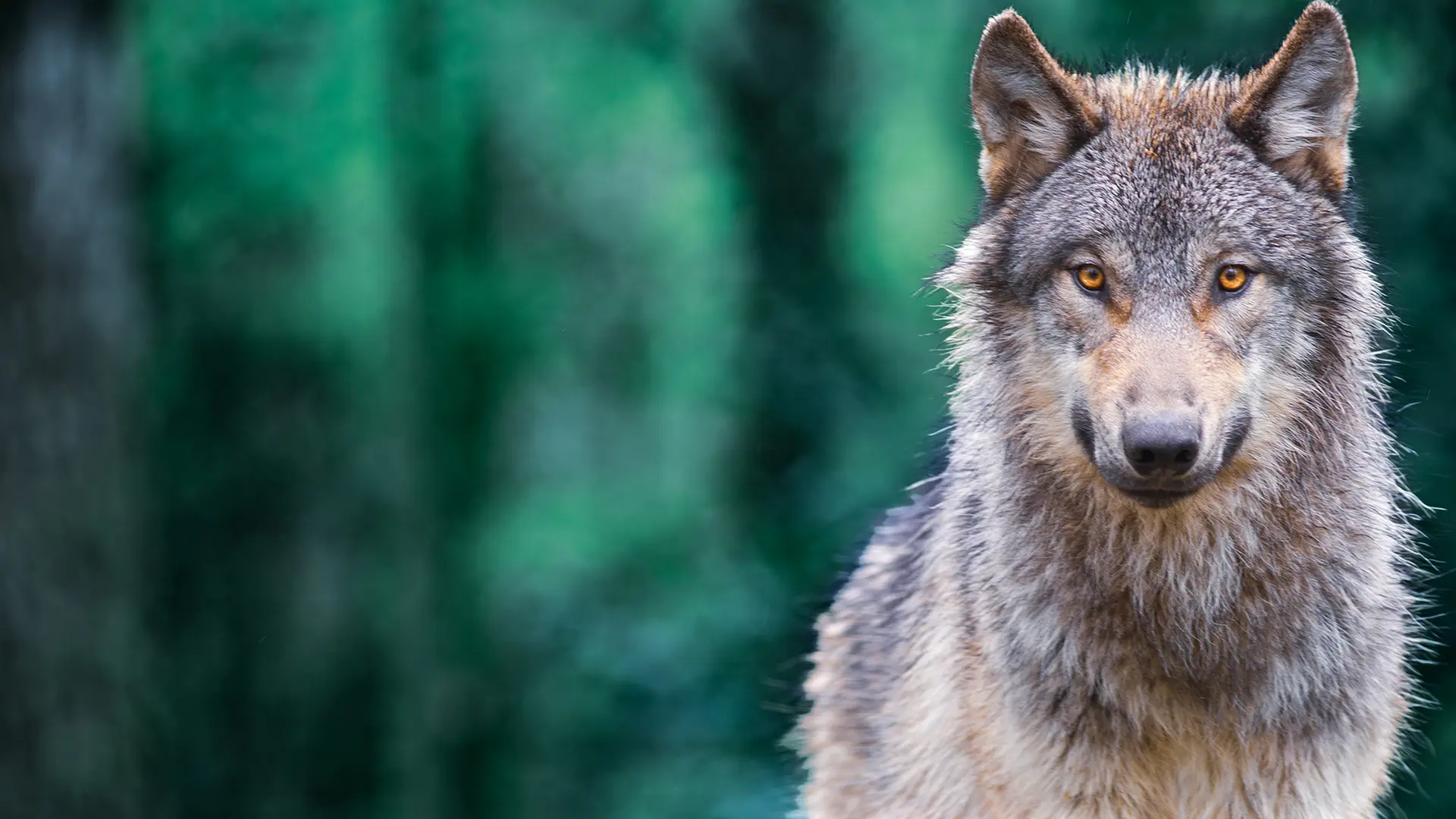 Politik und Verbände im Wolfsstreit? Treffen mit Zoff-Potential