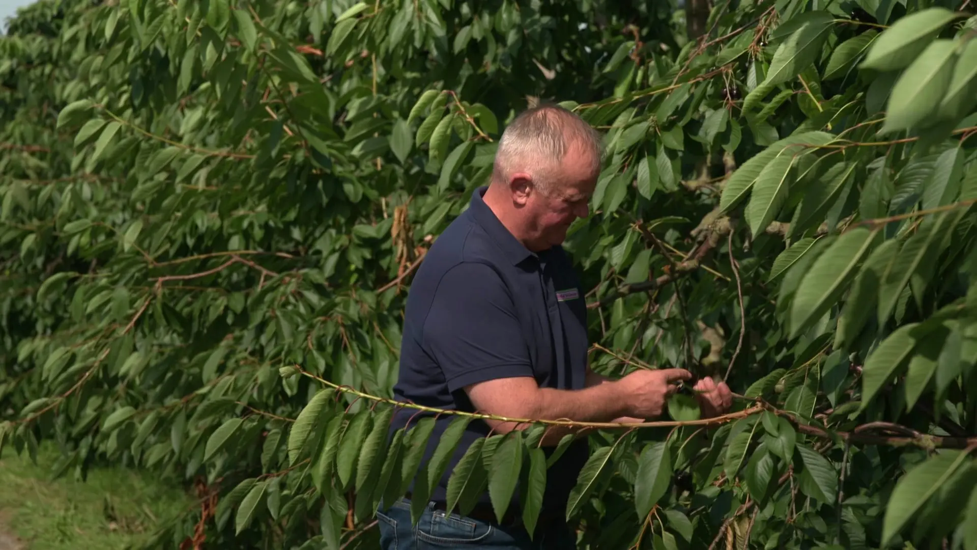 Cherries stay on the tree: Does regional fruit in the Altes Land have a ...