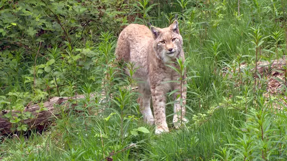 Wieder daheim im Solling: Luchse aus dem Harz sind in das südniedersächsische Mittelgebirge abgewandert.