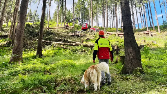 EIn Mitarbeiter der Landesforsten und ein Hund bei vom Borkenkäfer befallenen Bäumen im Harz.