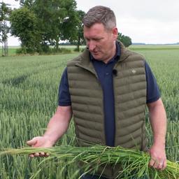 Landwirt Christoph Meiners auf seinem Getreidefeld, in der Hand hält er ein Bündel mit unreifen Ähren.