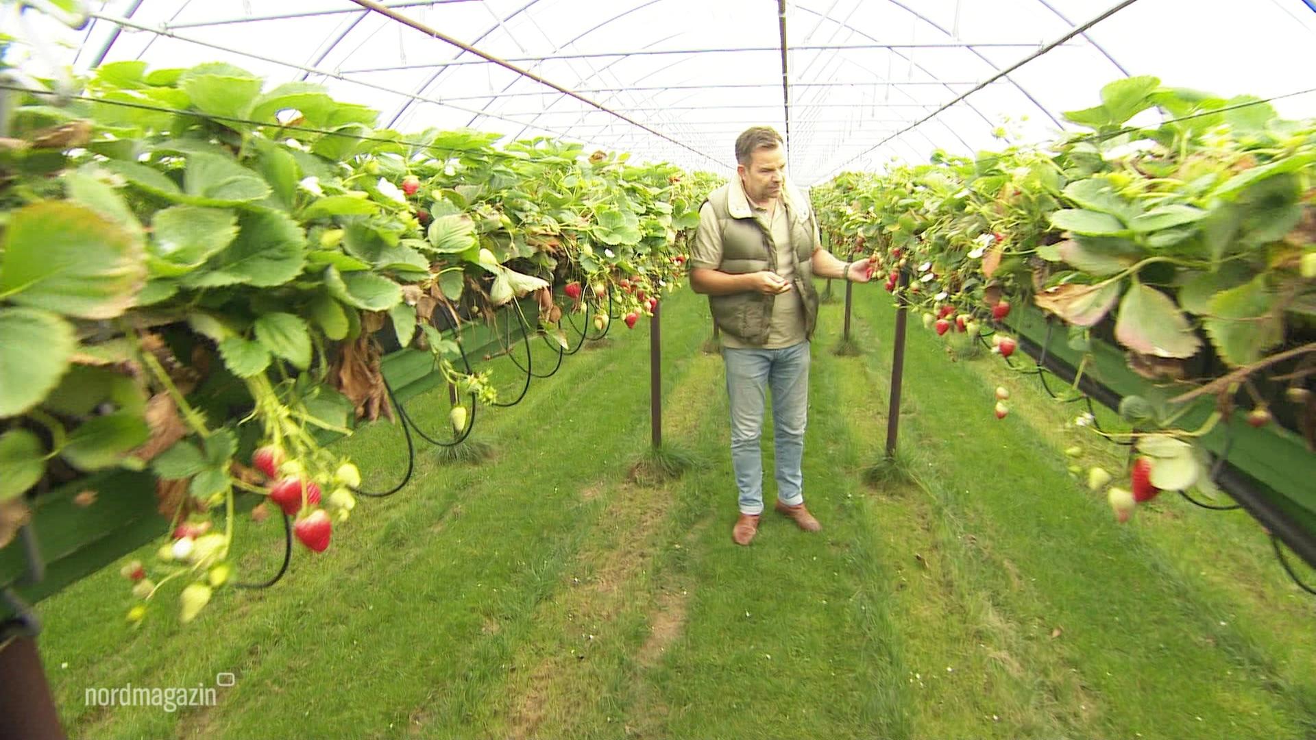 Erdbeerbauer und Unternehmer Robert Dahl in einer Plantage. | Screenshot | Jürn-Jakob Gericke NDR