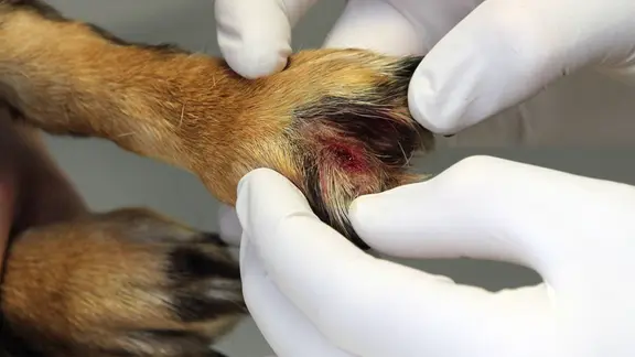 Tierärzte berichten vermehrt von gereizten Pfoten durch Streusalz. | IMAGO / biky Eine verletzte Hundepfote wird untersucht.