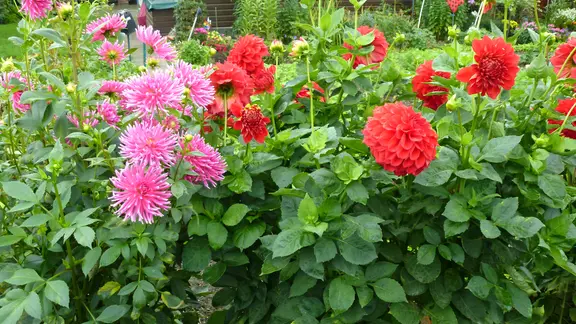 dnger fr blattgrn Pampasgras & Ziergras Dnger  Flora Boost