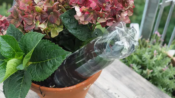 Eine Wasserflasche steckt mit der Öffnung in einem bepflanztem Topf.