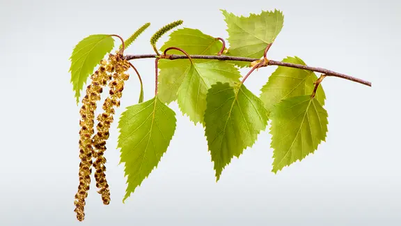 Die gemeine Birke (Betula pendula) | ndr.de