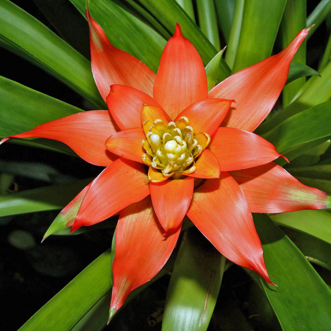 drachenbaum outdoor Dracaena Draco XL 220cm, kanarischer Drachenbaum – toskanagartenshop