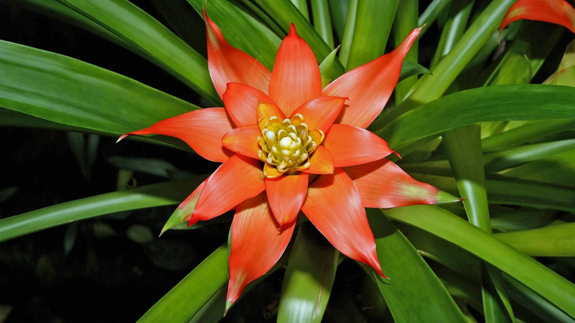 Bromelien pflegen und vermehren: Tropisches Fair fr Zuhause | ndr.de