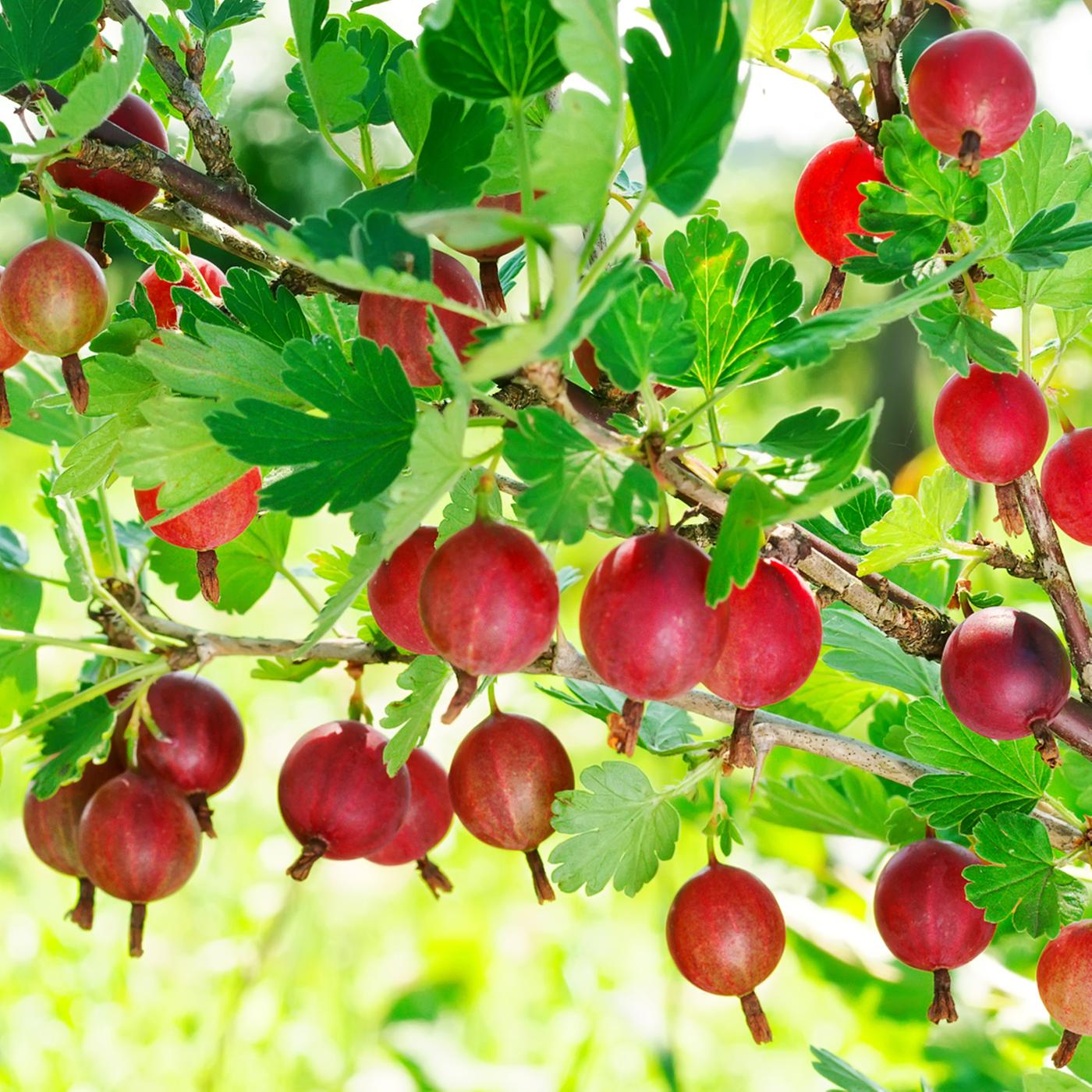 Stachelbeeren richtig pflanzen und pflegen | ndr.de