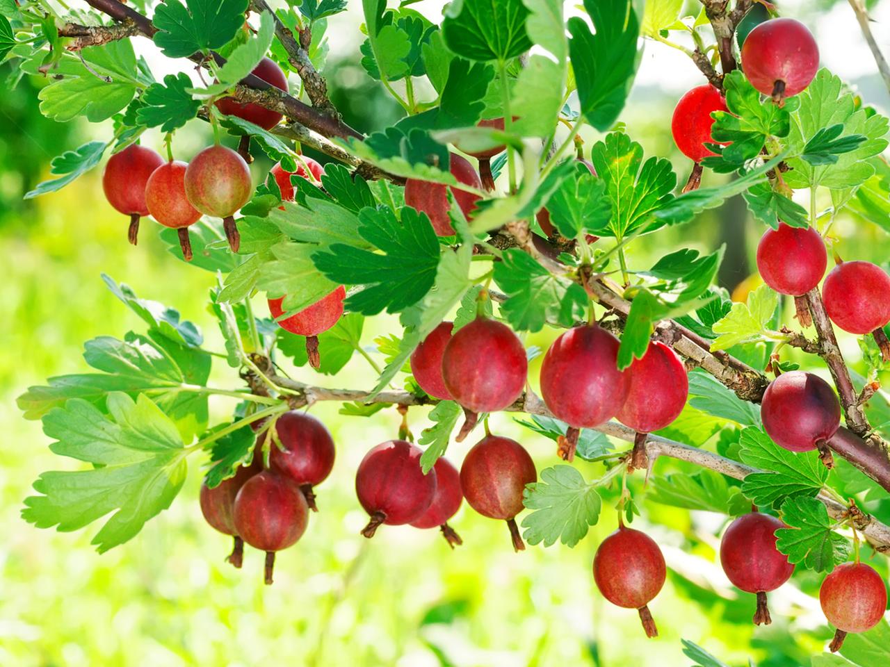 Stachelbeeren richtig pflanzen und pflegen | ndr.de