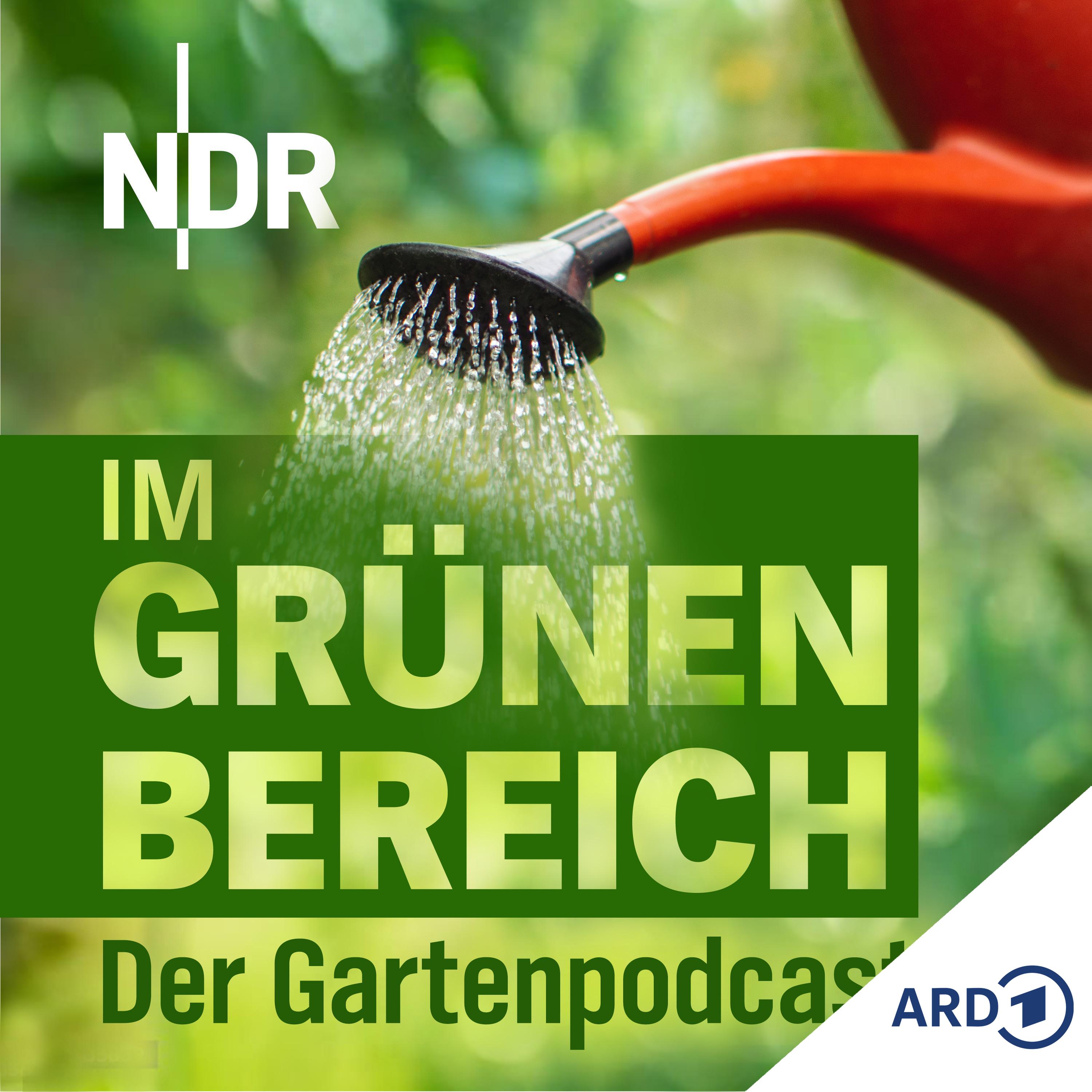 Gesundes Herbst-Gemüse: Jetzt Kohlsorten pflanzen