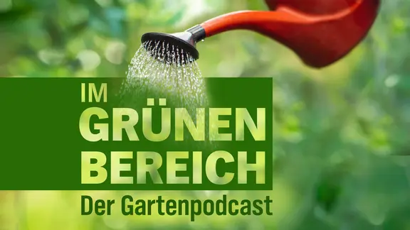 Gießkanne bewässert Pflanzen vor grünem Hintergrund. Im Bildtext steht: „Im grünen Bereich – Der Gartenpodcast“ in großen grünen Buchstaben.