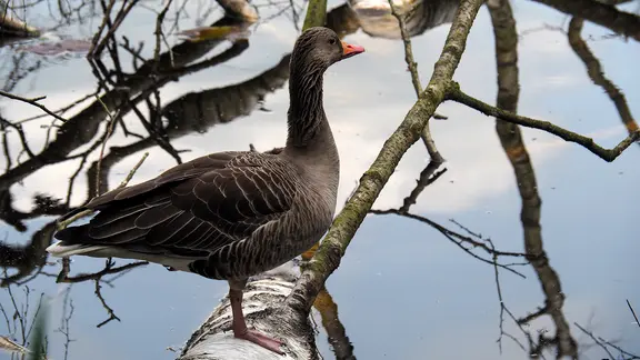 Gut getarnt: Nahaufnahme einer Graugans im Raakmoor in Hamburg.