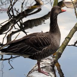 Gut getarnt: Nahaufnahme einer Graugans im Raakmoor in Hamburg.