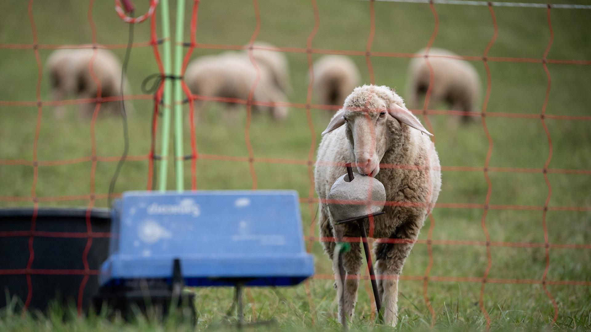 Ein Schaf steht hinter einem Weideschutzzaun | picture alliance/dpa, Sebastian Gollnow