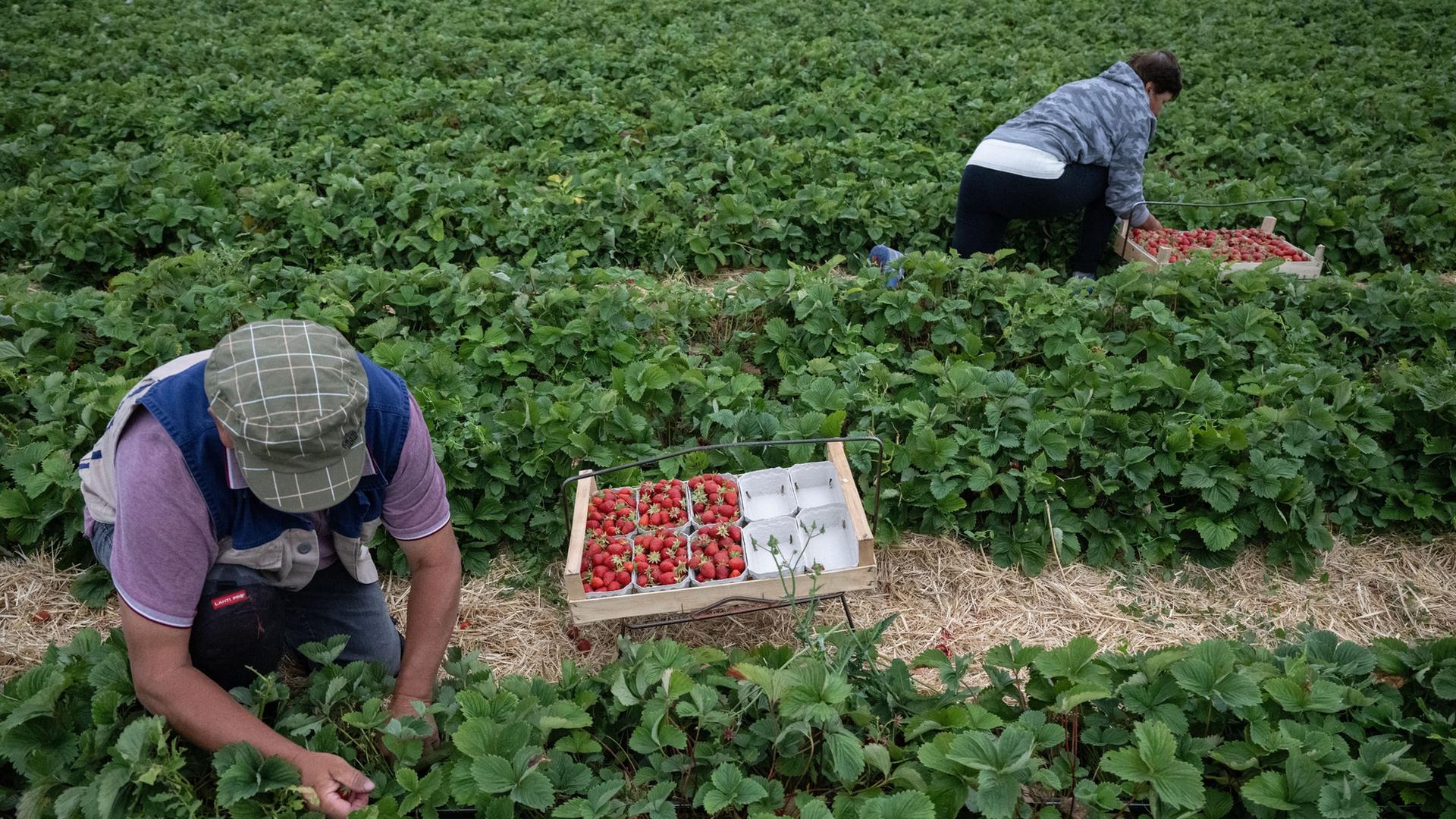 Zwei Erntehelfer pflücken Erdbeeren auf einem Feld. | picture alliance/dpa | Marijan Murat