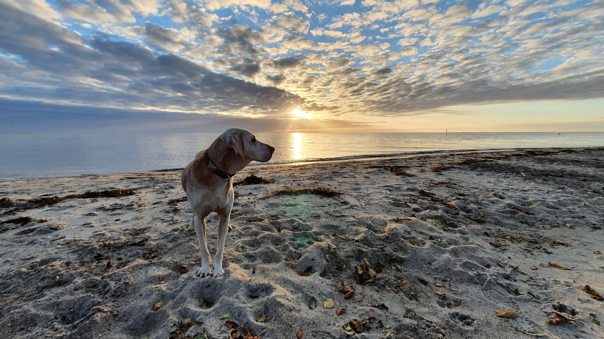 Urlaub mit Hund in Schleswig-Holstein: Diese Regeln gelten