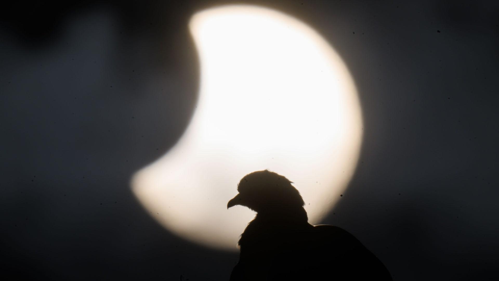 Eine Taube sitzt auf einem Dach in der Region Hannover während am Himmel hinter ihr eine partielle Sonnenfinsternis zu sehen ist. | picture alliance/dpa | Julian Stratenschulte