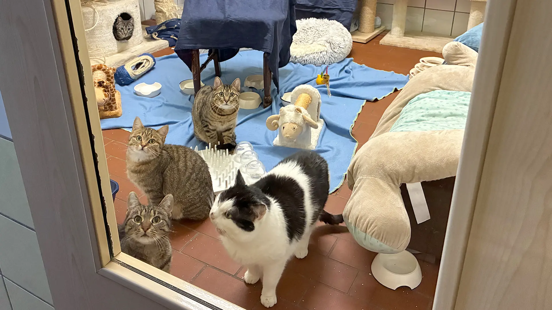 Wegen neuer Katzenschutzverordnung: Mehr Katzen in Tierheimen