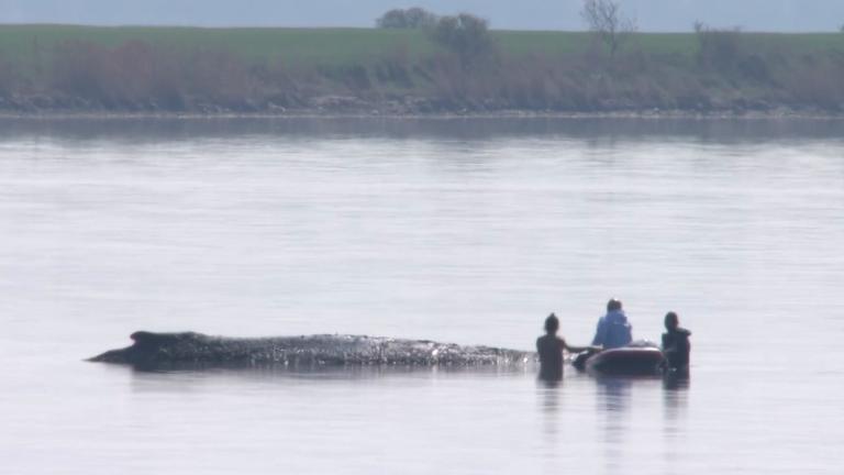 ++ Helfer erreichen gestrandeten Wal ++