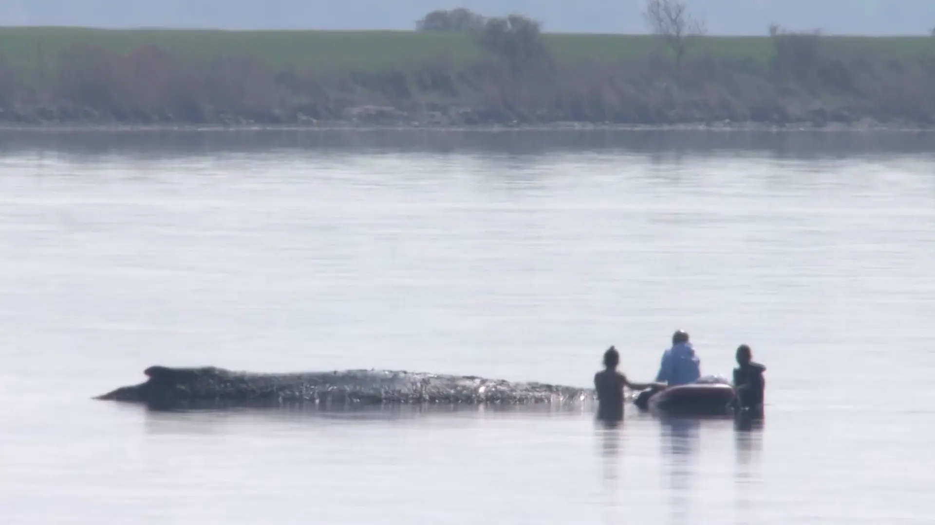 Liveticker zur Wal-Rettung in der Ostsee: Rettungskräfte beim 