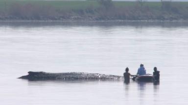 Helfer nähern sich dem gestrandeten Buckelwal