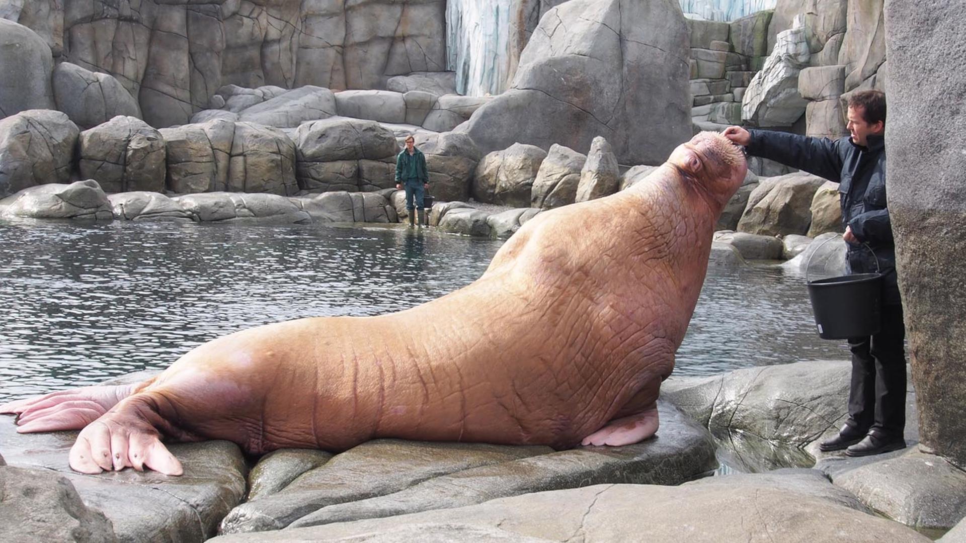 Hagenbecks Tierpark: Walrossbulle Odin gestorben