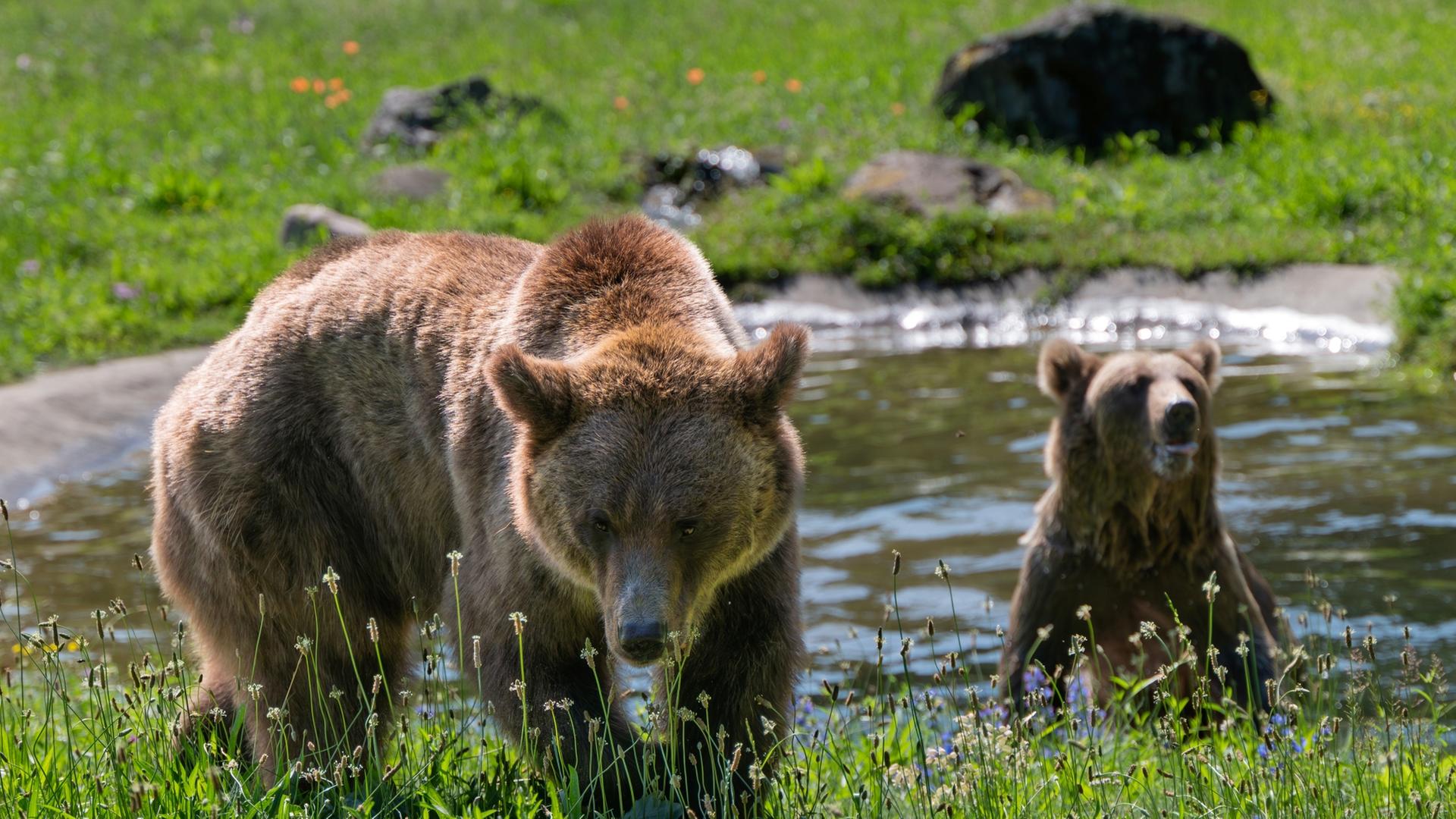 Die Braunbärinnen Lelya und Dasha gönnen sich im Bärenwald Müritz bei der Hitze ein kleines Bad in einer Wasserstelle.  | Bärenwald Müritz/Riccardo und Marie Maywald