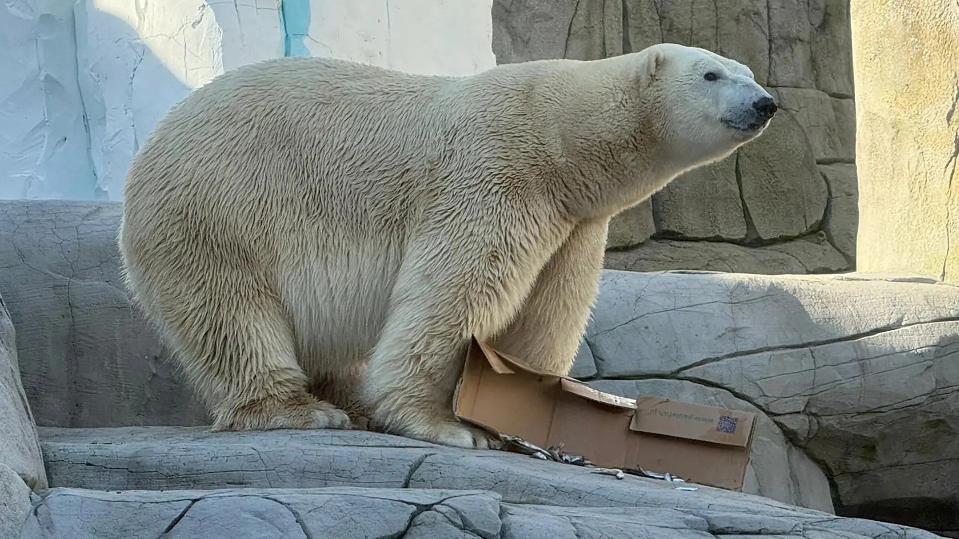 Hamburg: Tierpark Hagenbeck hat einen neuen Eisbär