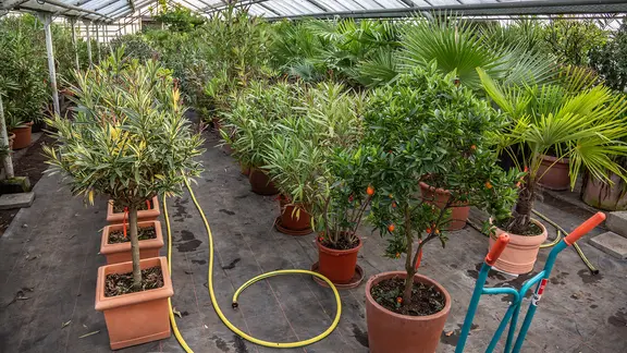 Mediterrane Pflanzen im Winterquartier