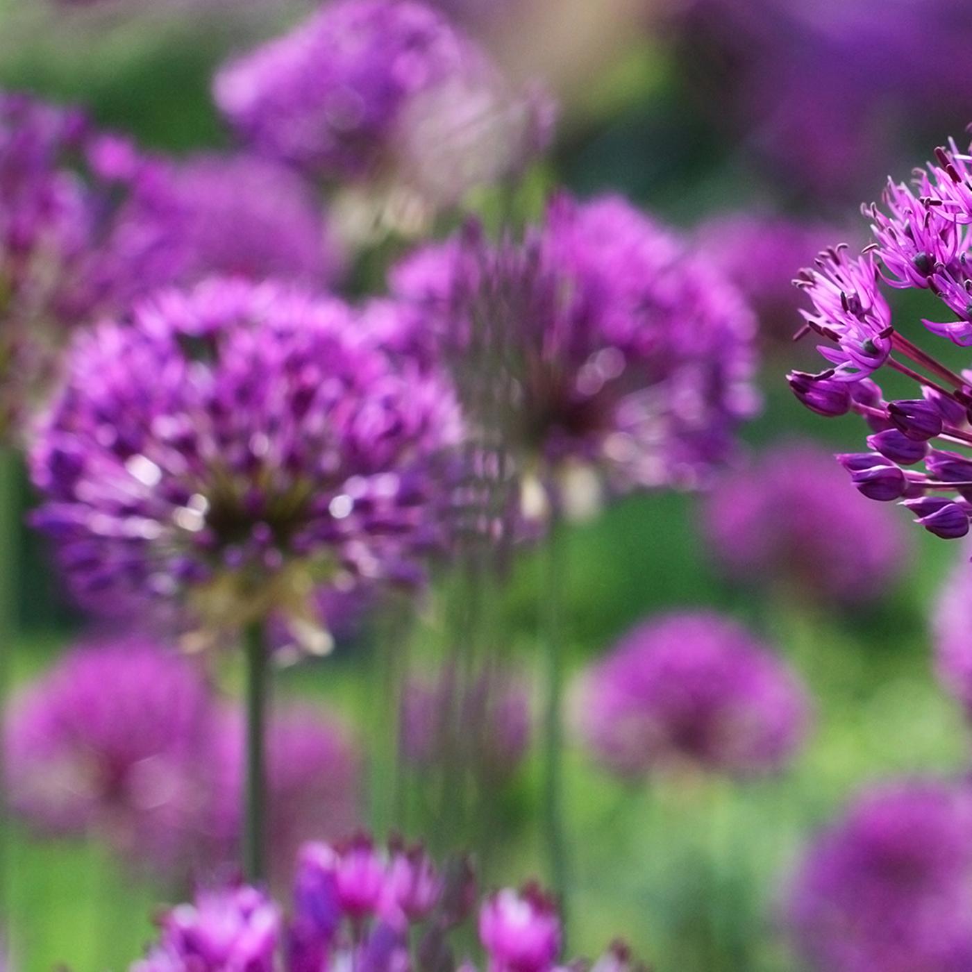 Den Frhling planen: Blumenzwiebeln stecken