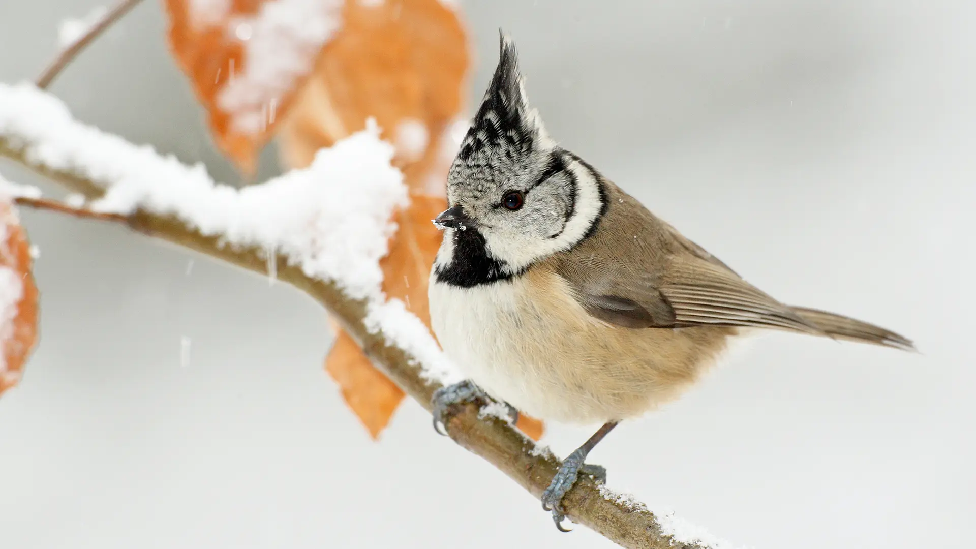Stunde der Wintervögel 2026: Jetzt wieder mitmachen