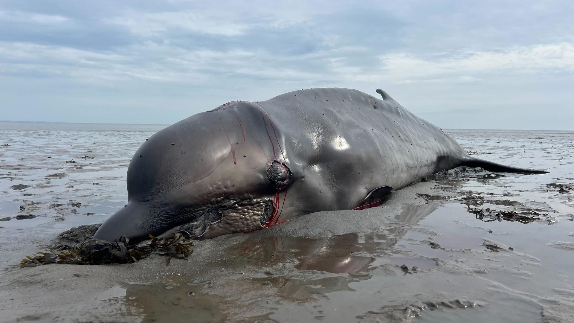 Sylt: Angetriebener und abgemagerter Wal im Watt erschossen