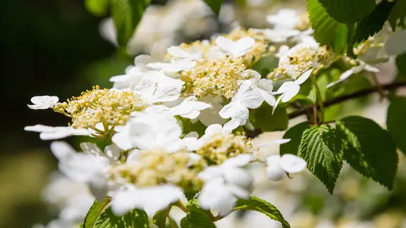 Blühende Kletterhortensie | imago images / Hanke Blühende Kletterhortensie