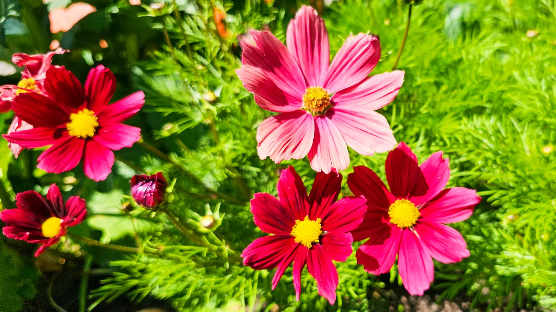 Cosmea: Das Schmuckkrbchen pflanzen und vermehren | ndr.de