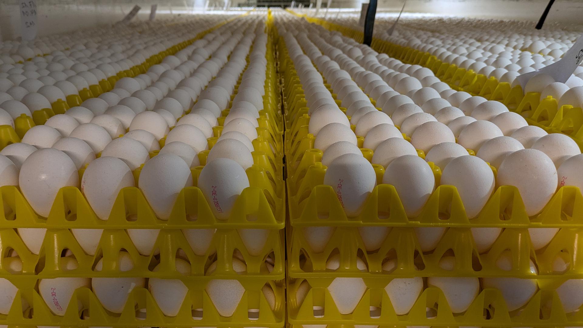In einer Halle sind Hundertausende Eier gestapelt. | NDR, Joop Wösten
