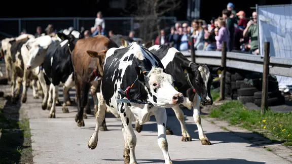 Elsfleth-Birkenheide: Die Kühe vom Weidemilchbetrieb der Familie Hanken werden das erste Mal in diesem Jahr auf die Weide gelassen.