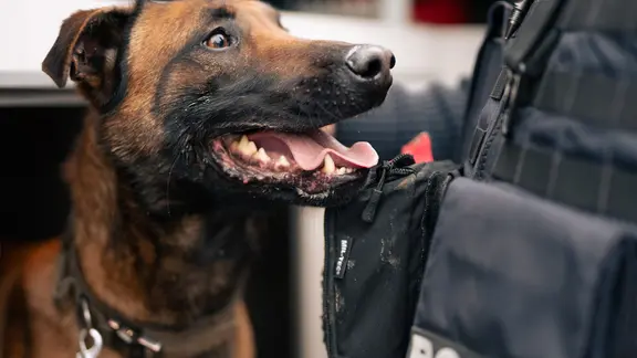 Buddy von der Polizeihundestaffel Stralsund ist ein ausgebildeter Spezialist in Sachen Drogen.