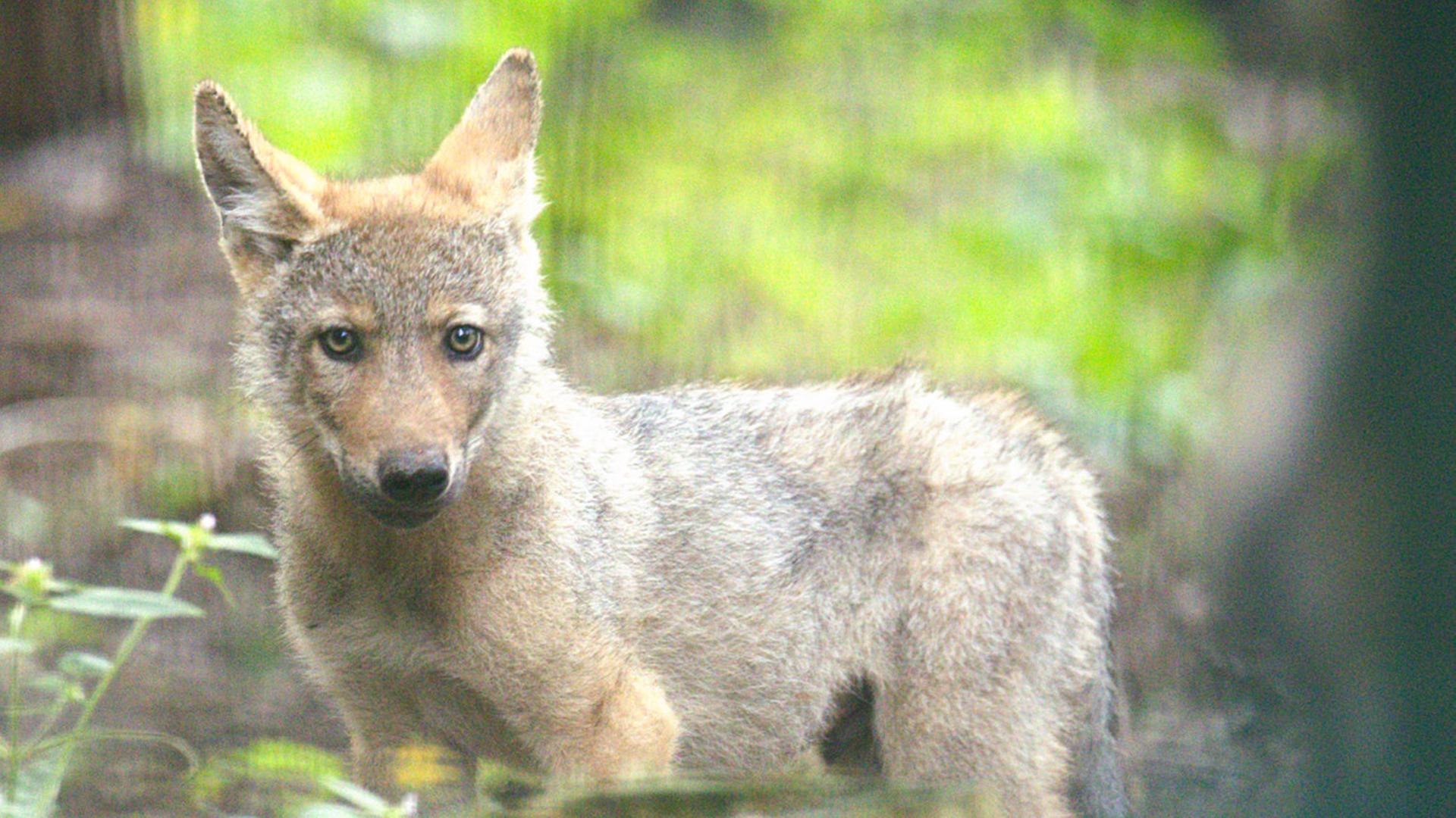 Ein Wolfswelpe steht zwischen Bäumen im Wolfcenter Dörverden. | Wolfcenter Dörverden/dpa