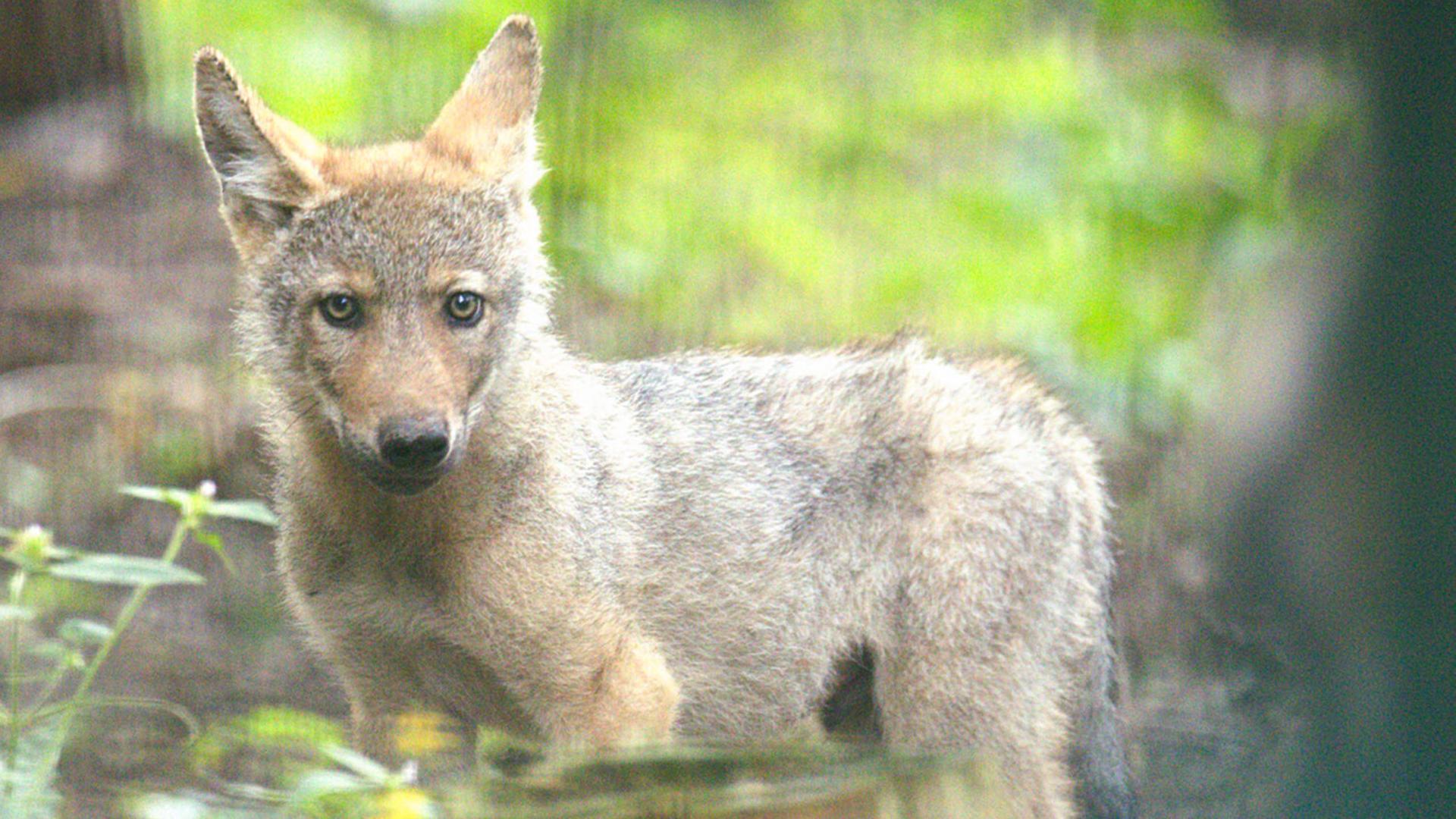 Ein Wolfswelpe steht zwischen Bäumen im Wolfcenter Dörverden. | Wolfcenter Dörverden/dpa