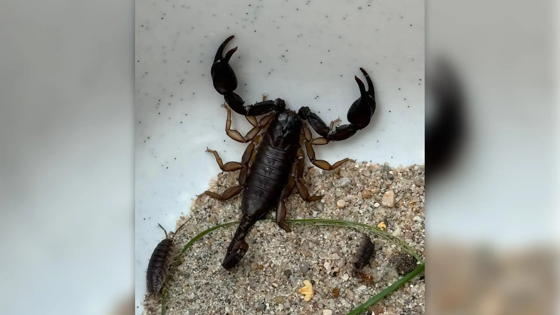 Skorpion Rennen Außergewöhnlicher Fund in Bad Oldesloe: Skorpion an Briefkasten | ndr.de