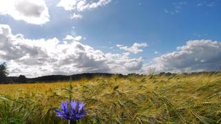 Eine Kornblume blüht auf einem Feld.