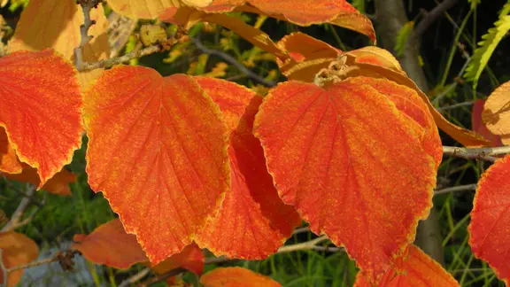 Hamamelis