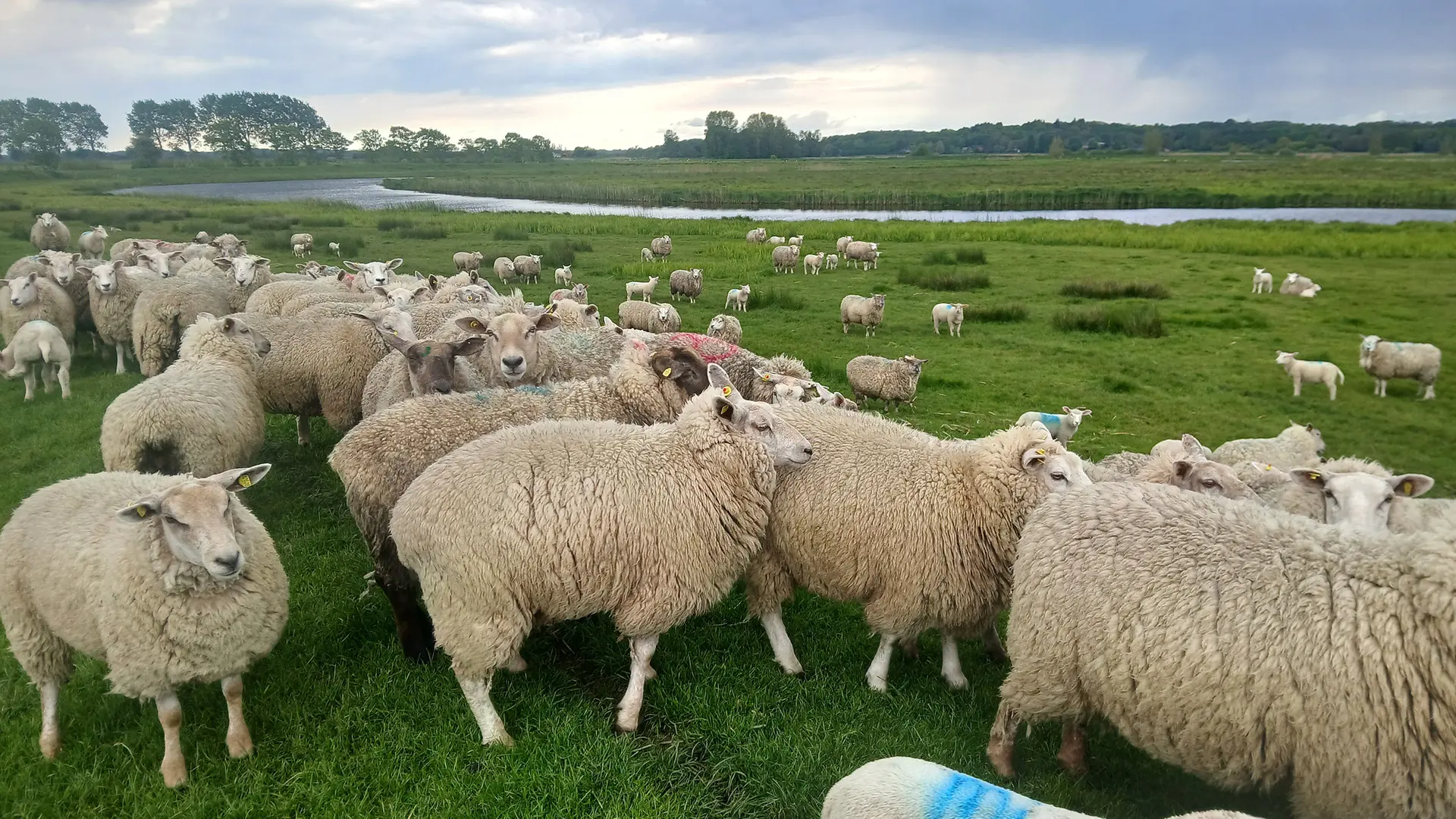 Streit an der Treene: Wie macht man einen Fluss wolfssicher?