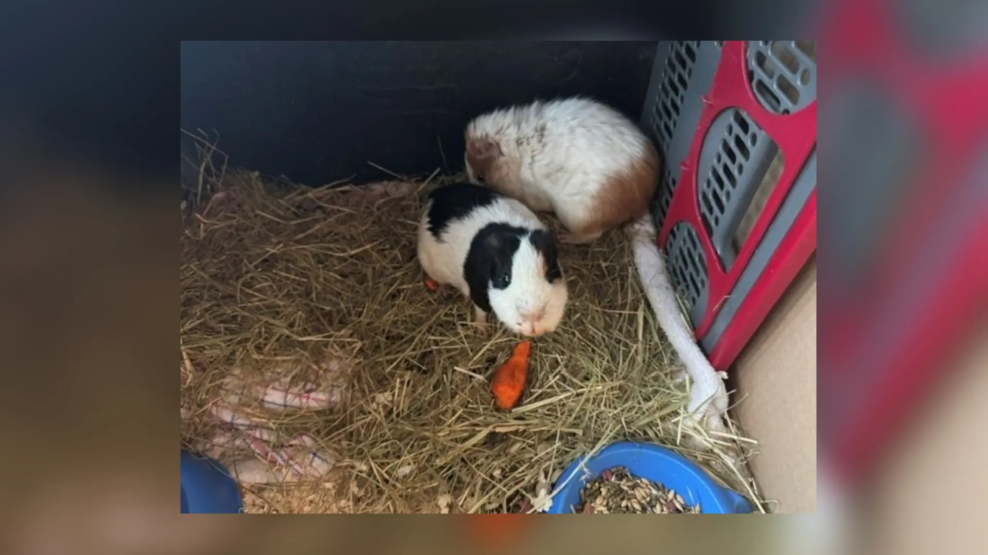 Norderstedt: Unbekannte setzen Meerschweinchen aus