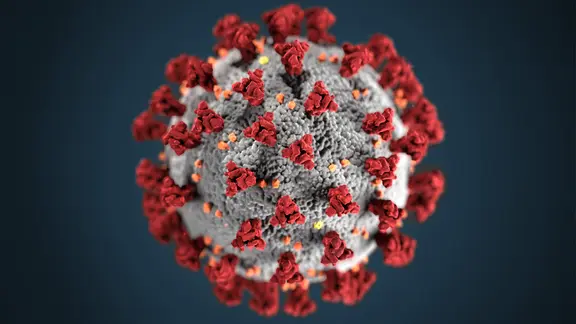Das Coronavirus