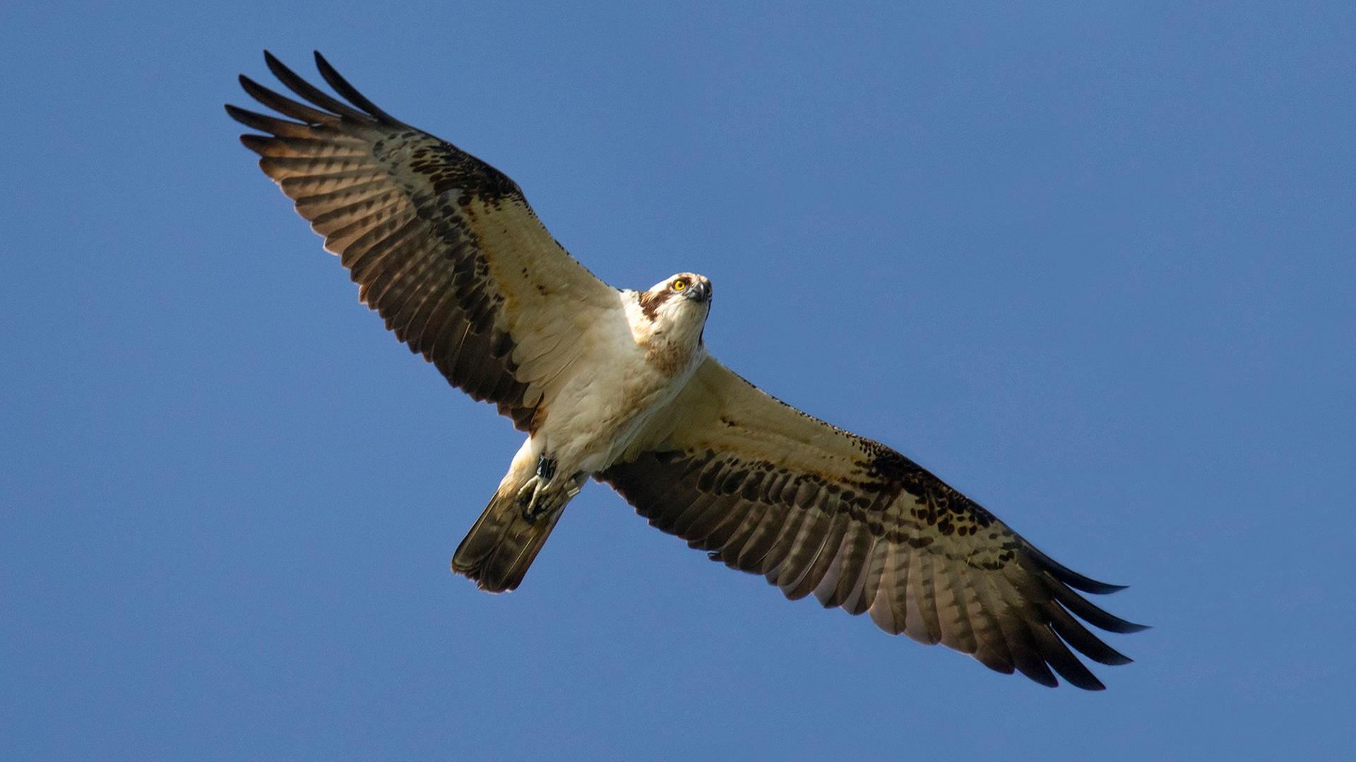 Fischadler sind in den Müritz-Nationalpark zurückgekehrt