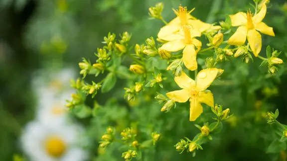 Gelb blühendes Johanniskraut im Stadtpark Hamburg.